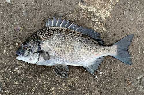 チヌの釣果