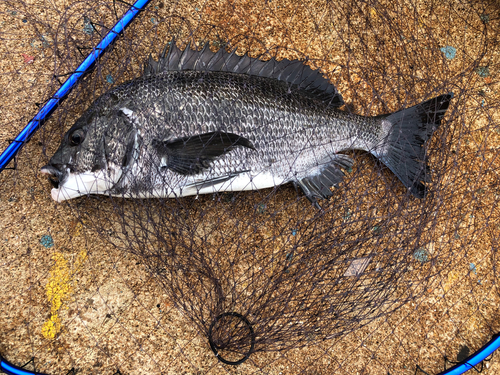 チヌの釣果