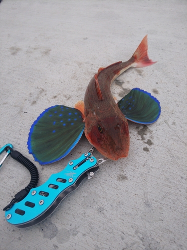 ホウボウの釣果