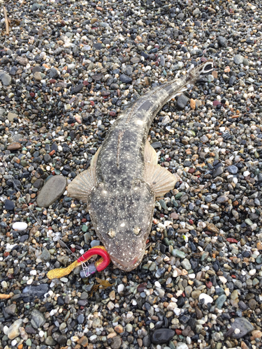 マゴチの釣果