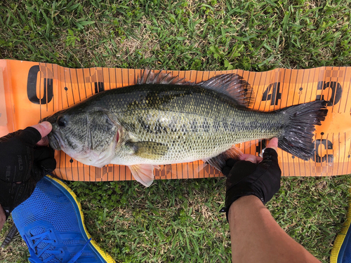 ブラックバスの釣果