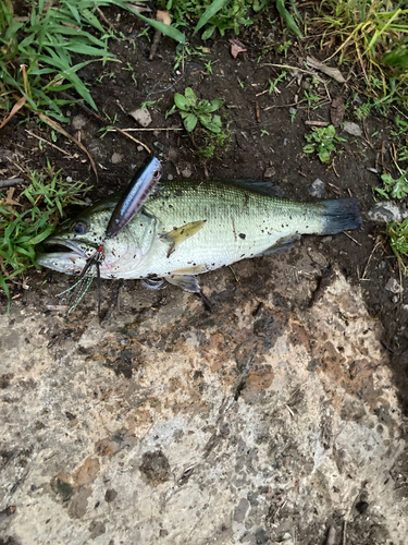 ラージマウスバスの釣果