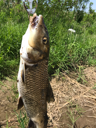 ニゴイの釣果