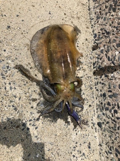 アオリイカの釣果
