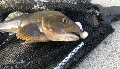 アイナメの釣果