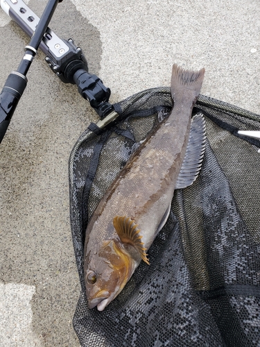 アイナメの釣果