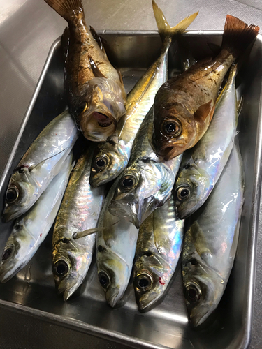 アジの釣果