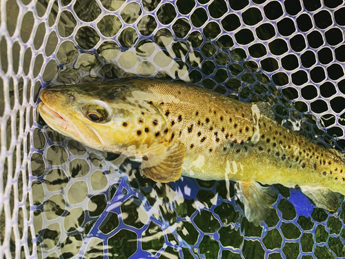 ブラウントラウトの釣果