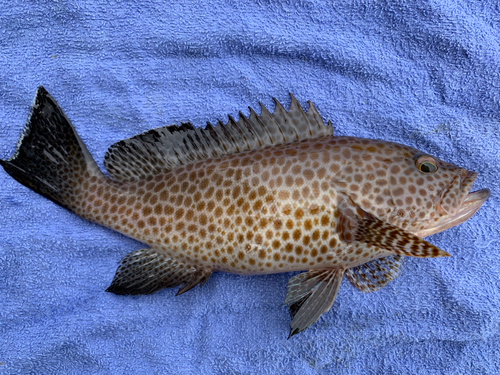 オオモンハタの釣果