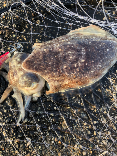 コウイカの釣果