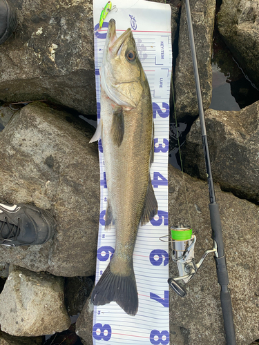 シーバスの釣果