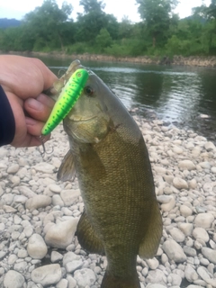 スモールマウスバスの釣果