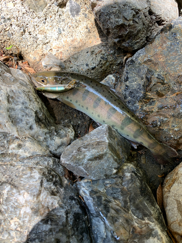 ヤマメの釣果