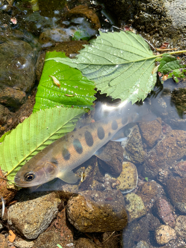 ヤマメの釣果