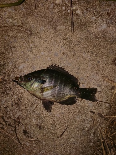 ブルーギルの釣果