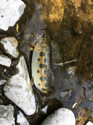 ヤマメの釣果