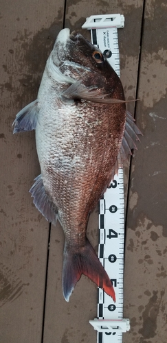 マダイの釣果