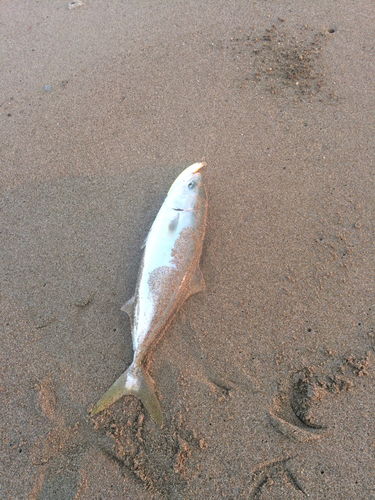 ハマチの釣果