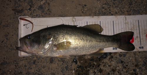 ブラックバスの釣果