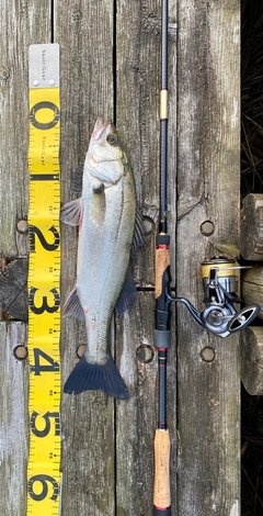 シーバスの釣果