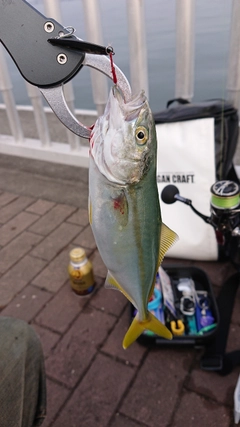 ツバスの釣果