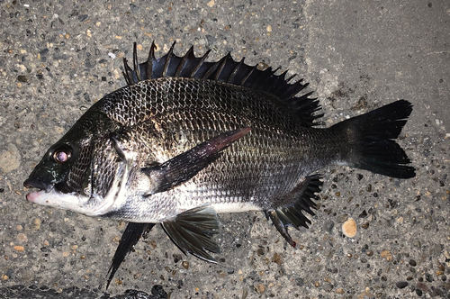 チヌの釣果