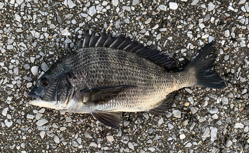 チヌの釣果