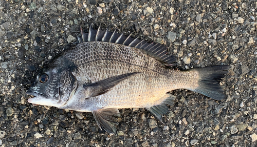 チヌの釣果