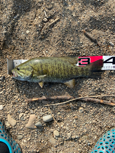 スモールマウスバスの釣果