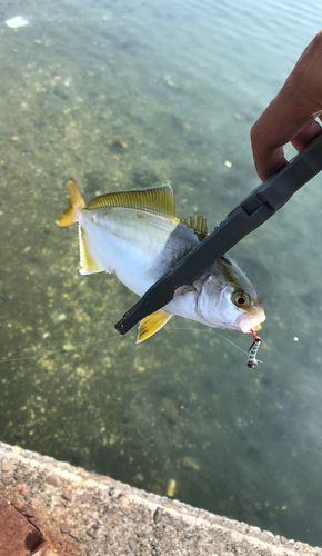 ショゴの釣果