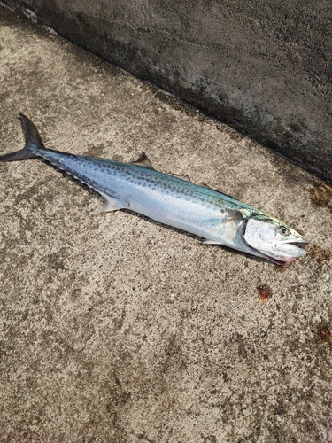 サゴシの釣果