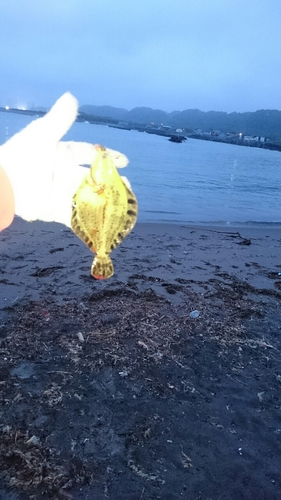 タカノハの釣果