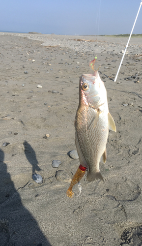 ニベの釣果