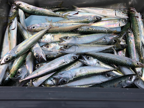 サバの釣果