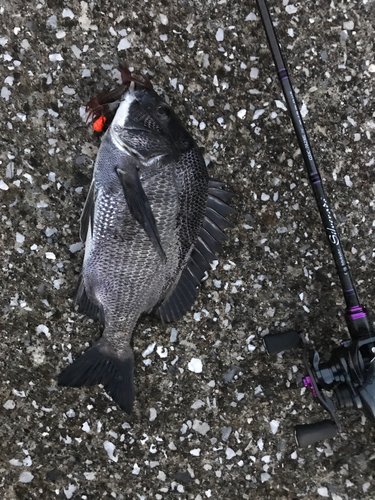 クロダイの釣果