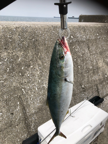 ヤズの釣果