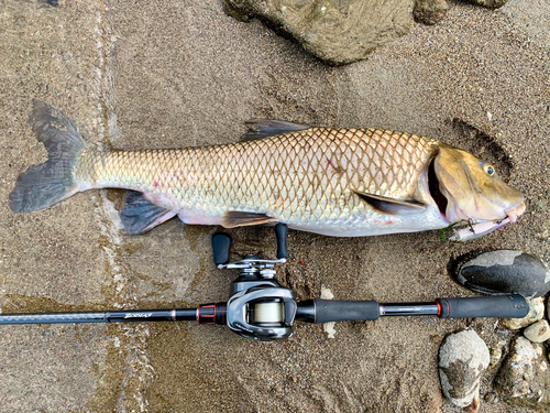 ニゴイの釣果