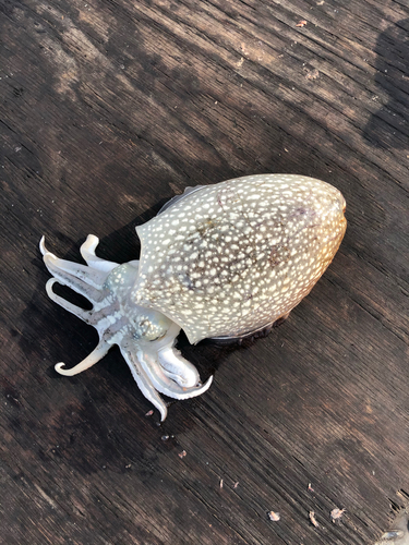 シリヤケイカの釣果