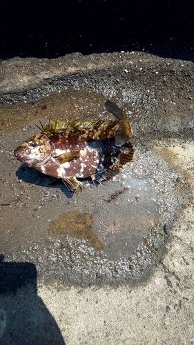 アイゴの釣果