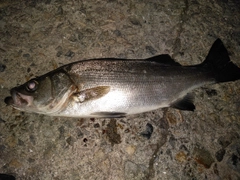 ヒラスズキの釣果