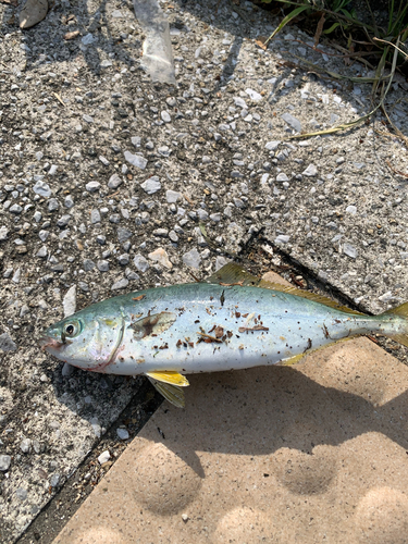 ツバスの釣果