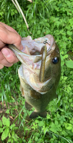 ラージマウスバスの釣果