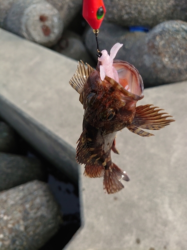 カサゴの釣果