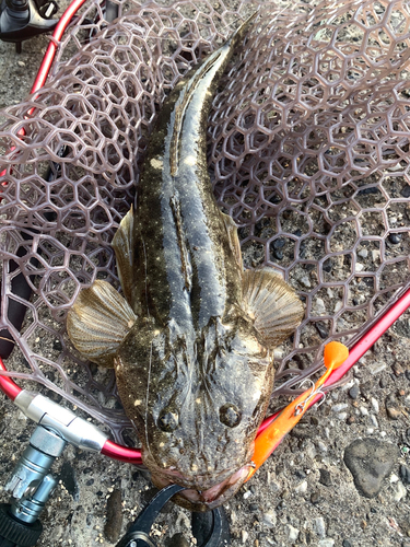 マゴチの釣果