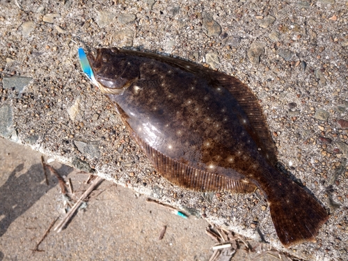 ヒラメの釣果