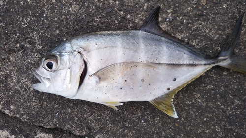 メッキの釣果