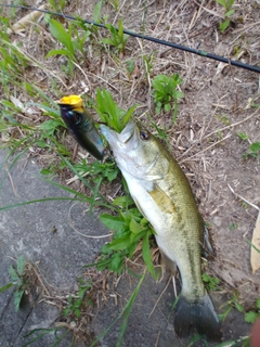 ブラックバスの釣果