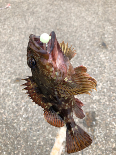 カサゴの釣果