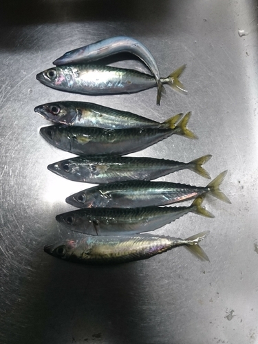 サバの釣果