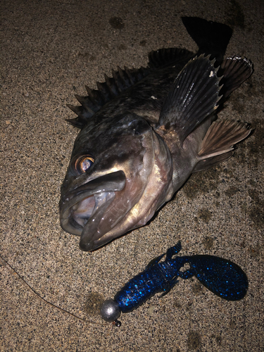 クロソイの釣果